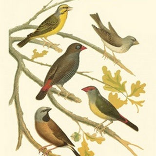 Canaries and Cage Birds III