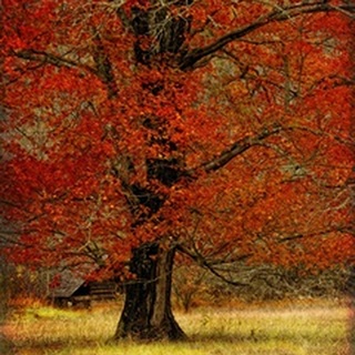 Autumn Oak II
