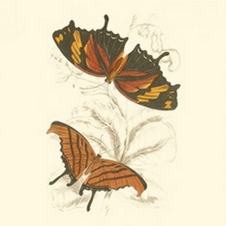 Jardine Butterflies V