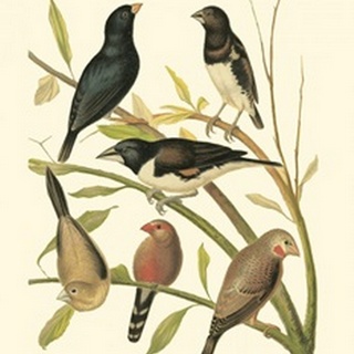 Canaries and Cage Birds I