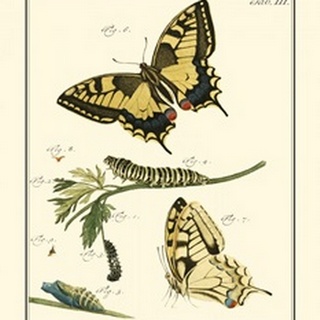Butterfly Metamorphosis III
