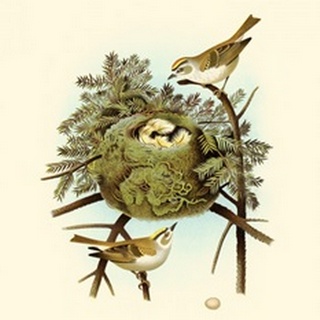Feathering Nest III