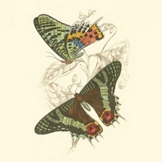 Jardine Butterflies IV