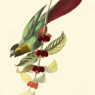 Cuvier Exotic Birds IV