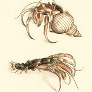 Hermit Crabs I