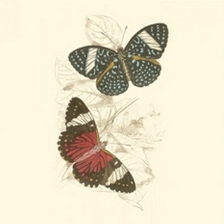 Jardine Butterflies I