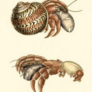 Hermit Crabs II