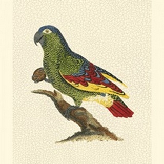 Crackled Antique Parrot II