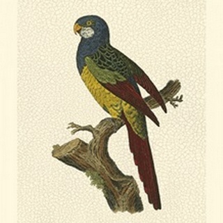Crackled Antique Parrot IV