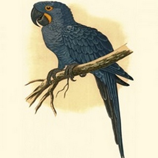 Hyacinthine Macaw