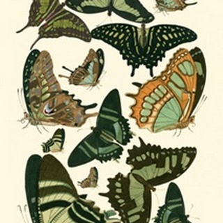 Green Butterfly Study