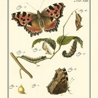Butterfly Metamorphosis II