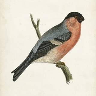 Morris Bullfinch