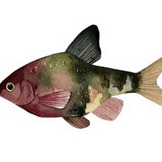 Rainbow Fish IV