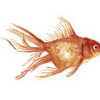 Ornamental Goldfish II
