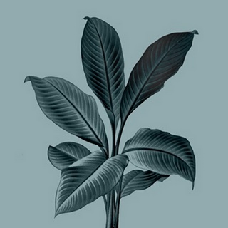 Monochrome Tropical Foliage III