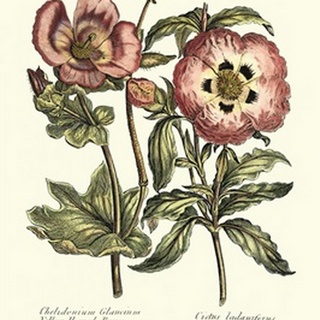 Framboise Floral IV