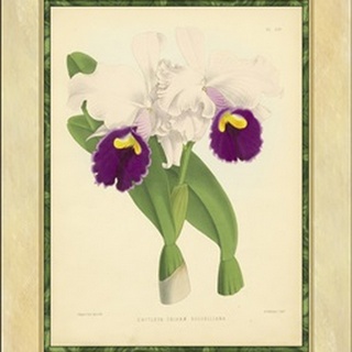 Fitch Orchid I