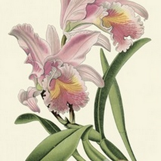 Delicate Orchid III