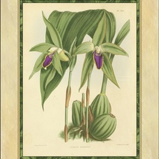 Fitch Orchid VI