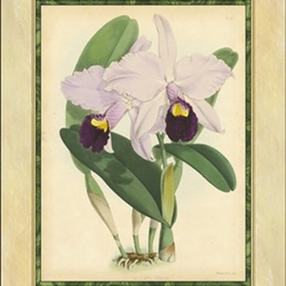 Fitch Orchid IV