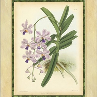 Fitch Orchid V
