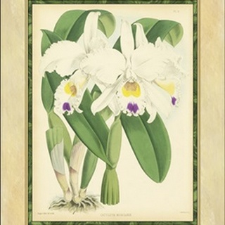 Fitch Orchid III