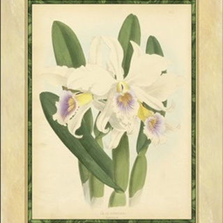 Fitch Orchid II