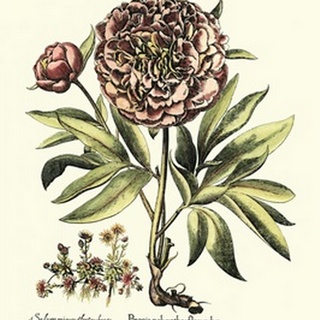 Framboise Floral III