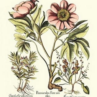Framboise Floral II