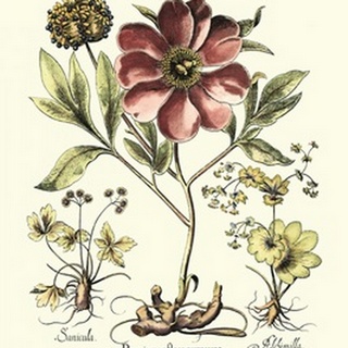 Framboise Floral I