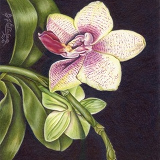 Vibrant Orchid II