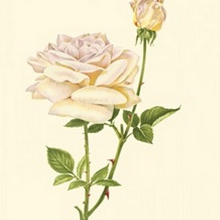 Victorian Rose IV