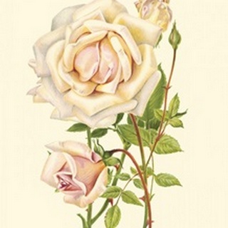 Victorian Rose III