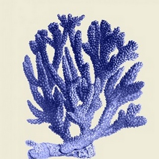 Blue Corals a