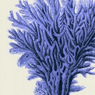 Blue Corals 2 a