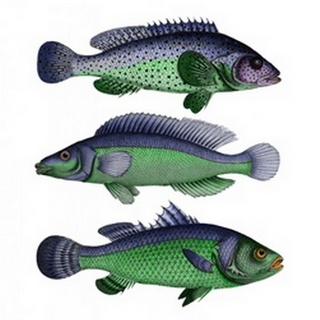 Blue and Green Fish Trio
