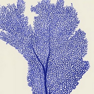 Blue Corals 2 e