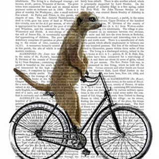 Meerkat on Bicycle