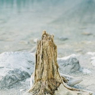 Lakeside Driftwood VI
