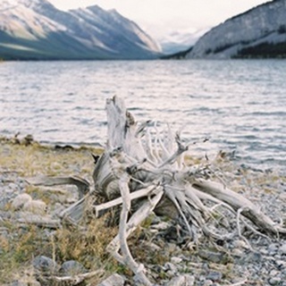 Lakeside Driftwood I