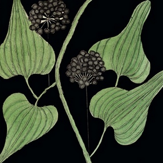 Graphic Botanical Mini XVI
