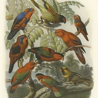 Red Cassel Birds II
