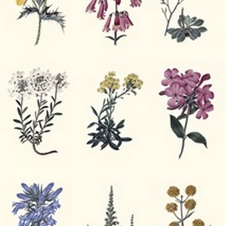 Antique Floral Chart