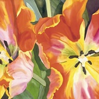 Two Parrot Tulips