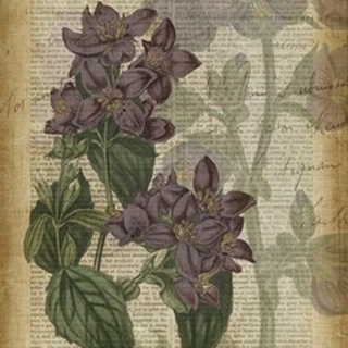 Fuchsia Flowers II
