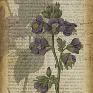 Fuchsia Flowers I