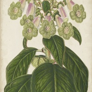 Foxglove Botanical