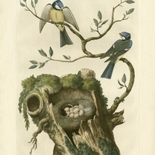 Nozeman Birds and Nests III