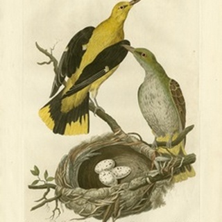Nozeman Birds and Nests II